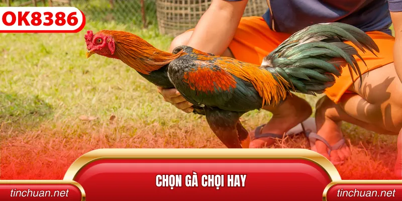 Chọn Gà Chọi Hay