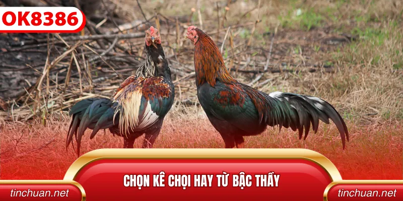 Chọn kê chọi hay từ bậc thầy